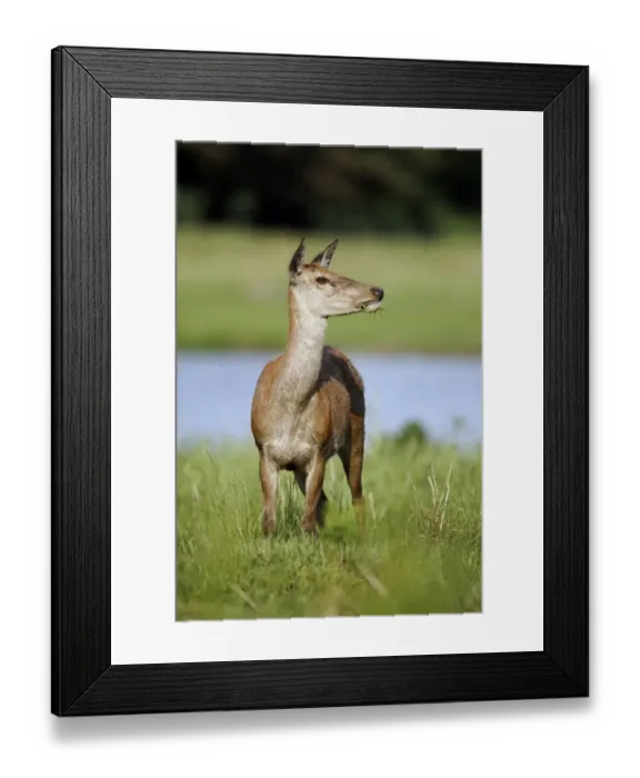 Framed Print : Red Deer (Cervus elaphus) hind, feeding on grass, Bushy Park, Richmond upon Thames, London, England, may Framed Print : Red Deer (Cervus elaphus) hind, feeding on grass, Bushy Park, Richmond upon Thames, London, England, may