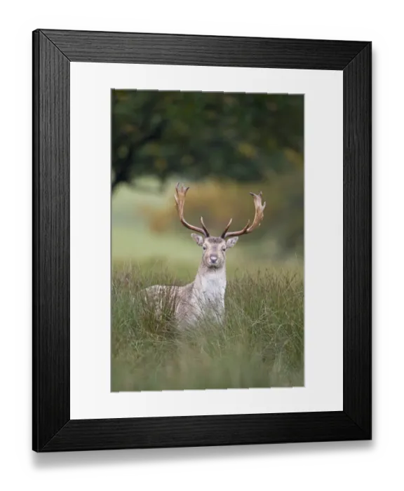 Framed Print : Fallow Deer (Dama dama) buck, standing amongst rushes, Suffolk, England, October Framed Print : Fallow Deer (Dama dama) buck, standing amongst rushes, Suffolk, England, October