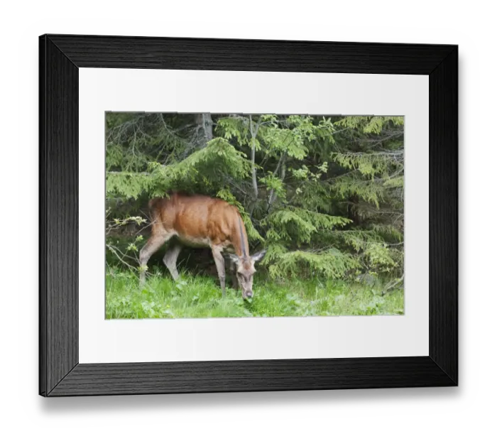Framed Print : Red Deer (Cervus elaphus) hind, feeding at edge of coniferous montane forest, Tatra Mountains, Western Carpathians Framed Print : Red Deer (Cervus elaphus) hind, feeding at edge of coniferous montane forest, Tatra Mountains, Western Carpathians