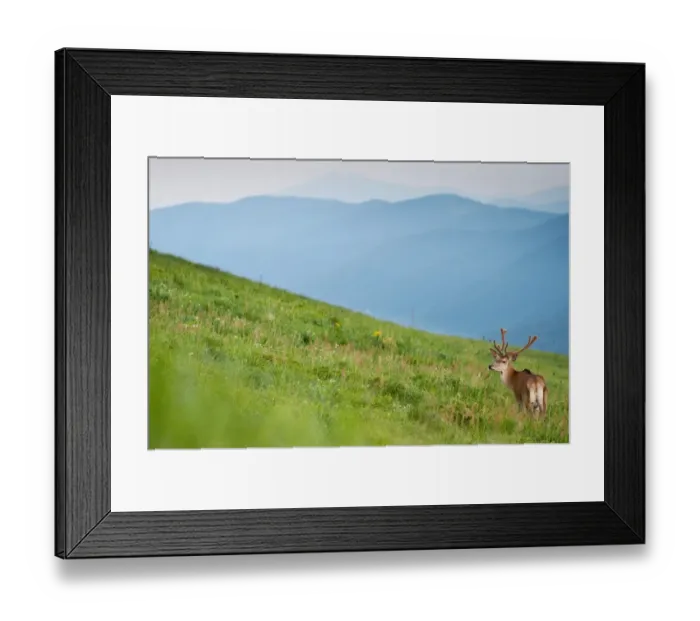 Framed Print : Red Deer (Cervus elaphus) stag, in velvet, standing in montane meadow habitat, Bieszczady N. P Framed Print : Red Deer (Cervus elaphus) stag, in velvet, standing in montane meadow habitat, Bieszczady N. P