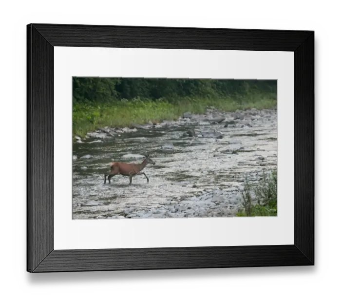 Framed Print : Red Deer (Cervus elaphus) hind, crossing river at dawn, Bieszczady N. P. Bieszczady Mountains Framed Print : Red Deer (Cervus elaphus) hind, crossing river at dawn, Bieszczady N. P. Bieszczady Mountains