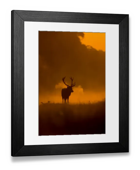 Framed Print : Red Deer (Cervus elaphus) mature stag, with breath condensing in cold air Framed Print : Red Deer (Cervus elaphus) mature stag, with breath condensing in cold air