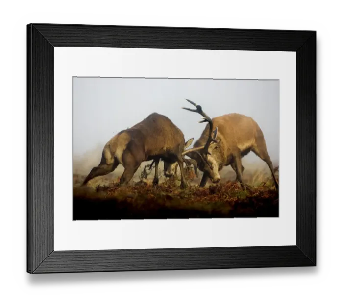 Framed Print : Red Deer (Cervus elaphus) two mature stags, fighting amongst bracken in mist during rutting season, Richmond Park