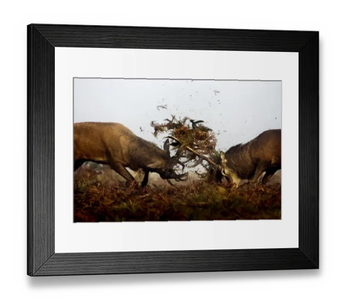 Framed Print : Red Deer (Cervus elaphus) two mature stags, fighting amongst bracken during rutting season, Richmond Park, London Framed Print : Red Deer (Cervus elaphus) two mature stags, fighting amongst bracken during rutting season, Richmond Park, London