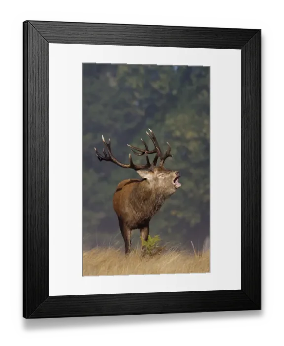 Framed Print : Red Deer (Cervus elaphus) dominant stag, with missing eye, roaring during rutting season, Richmond Park, London Framed Print : Red Deer (Cervus elaphus) dominant stag, with missing eye, roaring during rutting season, Richmond Park, London
