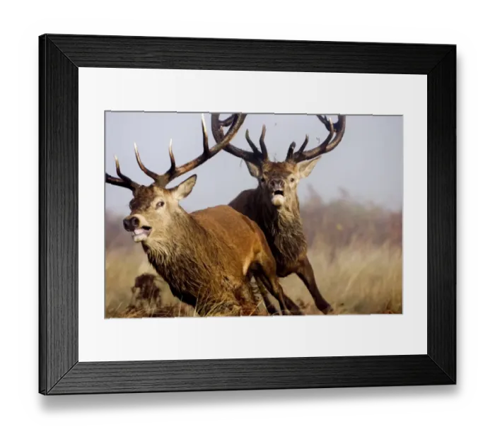 Framed Print : Red Deer (Cervus elaphus) two mature stags, dominant stag chasing rival after fighting during rutting season Framed Print : Red Deer (Cervus elaphus) two mature stags, dominant stag chasing rival after fighting during rutting season