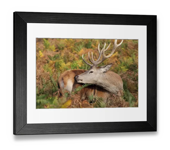 Framed Print : Red Deer (Cervus elaphus) mature stag, tending antler wound caused by fighting during rutting season