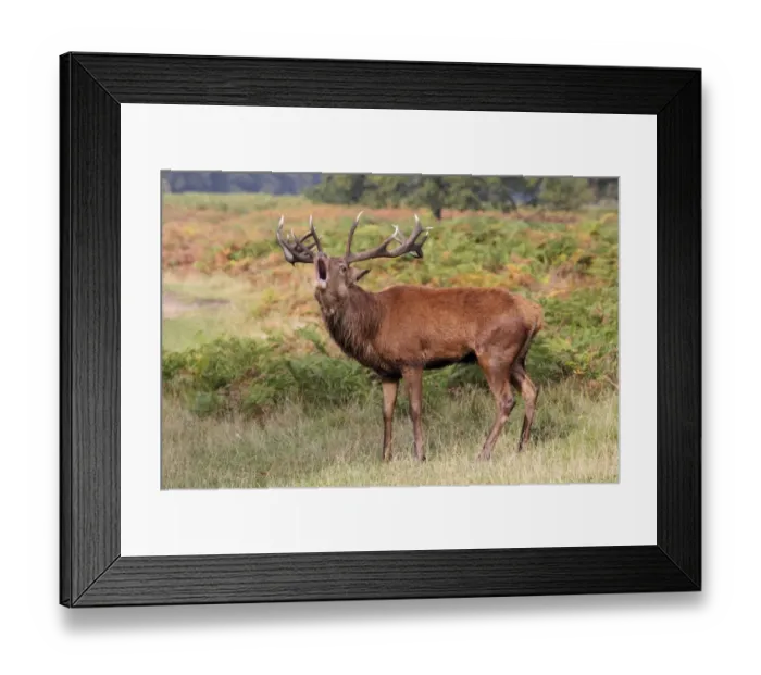 Framed Print : Red Deer (Cervus elaphus) mature stag, roaring during rutting season, Bushy Park, Richmond upon Thames, London Framed Print : Red Deer (Cervus elaphus) mature stag, roaring during rutting season, Bushy Park, Richmond upon Thames, London