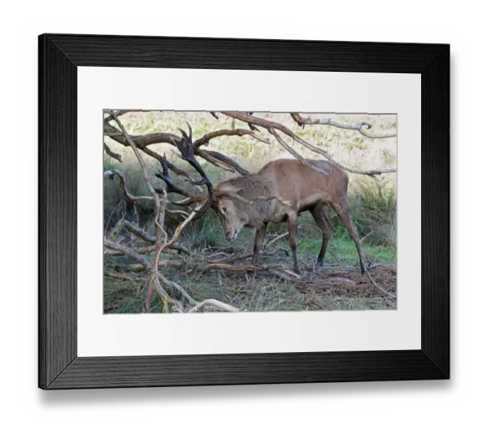 Framed Print : Red Deer (Cervus elaphus) mature stag, thrashing branches with antlers, strengthening neck muscles during rutting Framed Print : Red Deer (Cervus elaphus) mature stag, thrashing branches with antlers, strengthening neck muscles during rutting