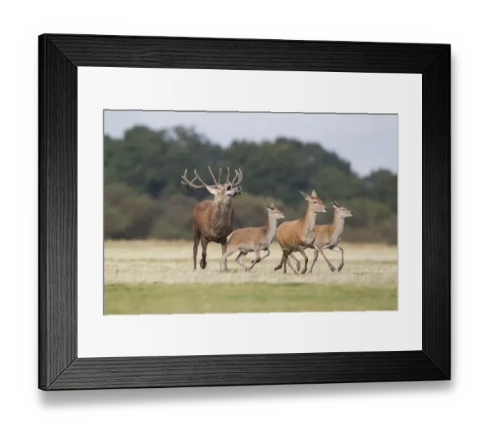Framed Print : Red Deer (Cervus elaphus) stag, roaring, chasing hind and two calves, Minsmere RSPB Reserve, Suffolk, England, October Framed Print : Red Deer (Cervus elaphus) stag, roaring, chasing hind and two calves, Minsmere RSPB Reserve, Suffolk, England, October