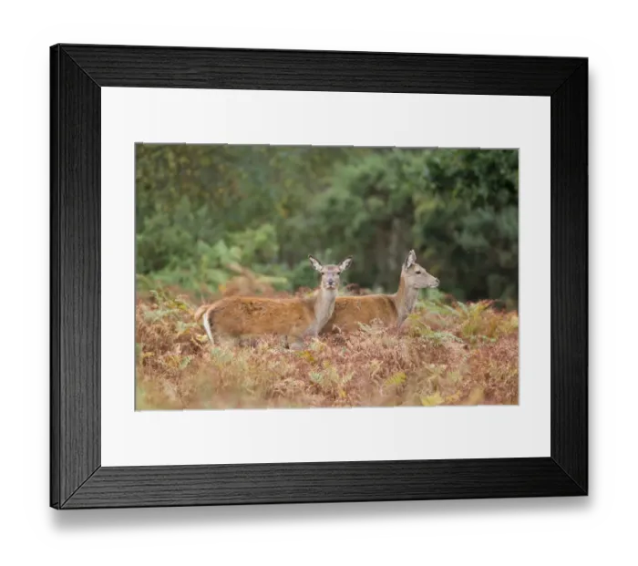 Framed Print : Red Deer (Cervus elaphus) two hinds, standing amongst bracken, Minsmere RSPB Reserve, Suffolk, England, October Framed Print : Red Deer (Cervus elaphus) two hinds, standing amongst bracken, Minsmere RSPB Reserve, Suffolk, England, October