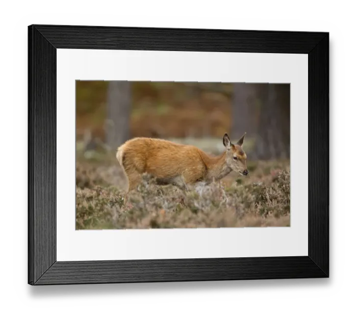 Framed Print : Red Deer (Cervus elaphus) calf, feeding on heather, Minsmere RSPB Reserve, Suffolk, England, October Framed Print : Red Deer (Cervus elaphus) calf, feeding on heather, Minsmere RSPB Reserve, Suffolk, England, October