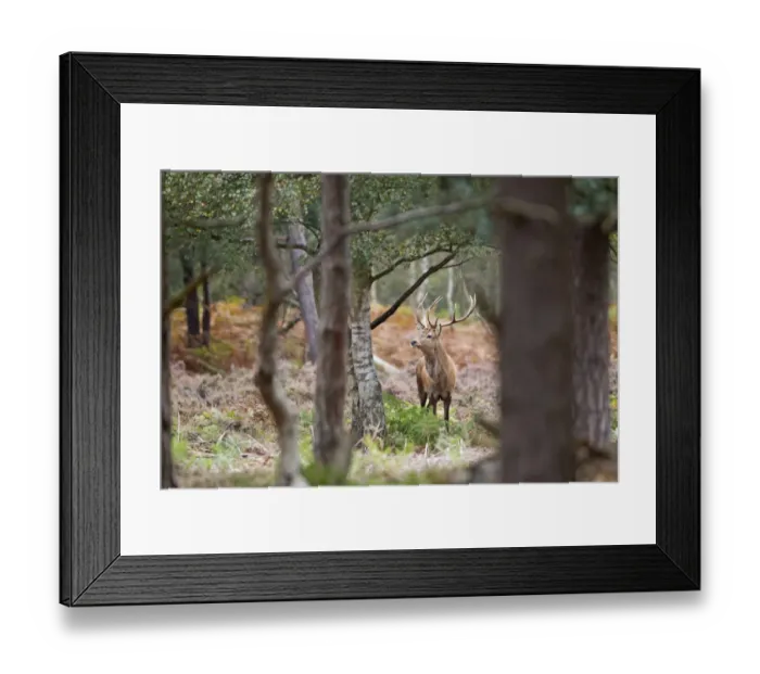 Framed Print : Red Deer (Cervus elaphus) stag, standing amongst tree trunks in woodland habitat, Minsmere RSPB Reserve, Suffolk Framed Print : Red Deer (Cervus elaphus) stag, standing amongst tree trunks in woodland habitat, Minsmere RSPB Reserve, Suffolk