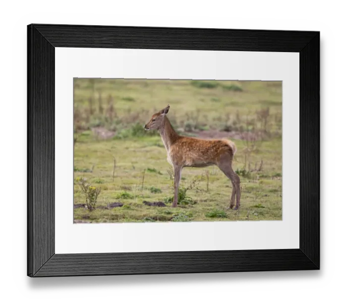 Framed Print : Red Deer (Cervus elaphus) calf, stretching, standing in grassland, Minsmere RSPB Reserve, Suffolk, England, October