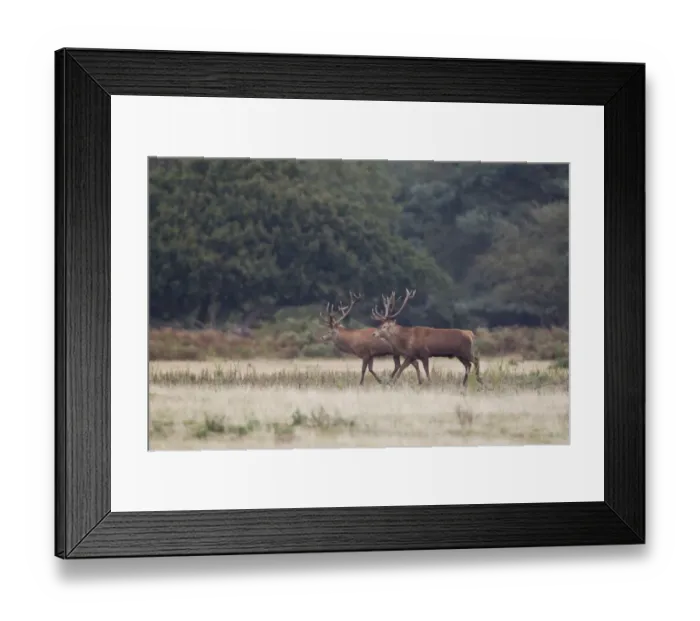 Framed Print : Red Deer (Cervus elaphus) two stags, performing parallel walk before commiting to fight, during rutting season Framed Print : Red Deer (Cervus elaphus) two stags, performing parallel walk before commiting to fight, during rutting season