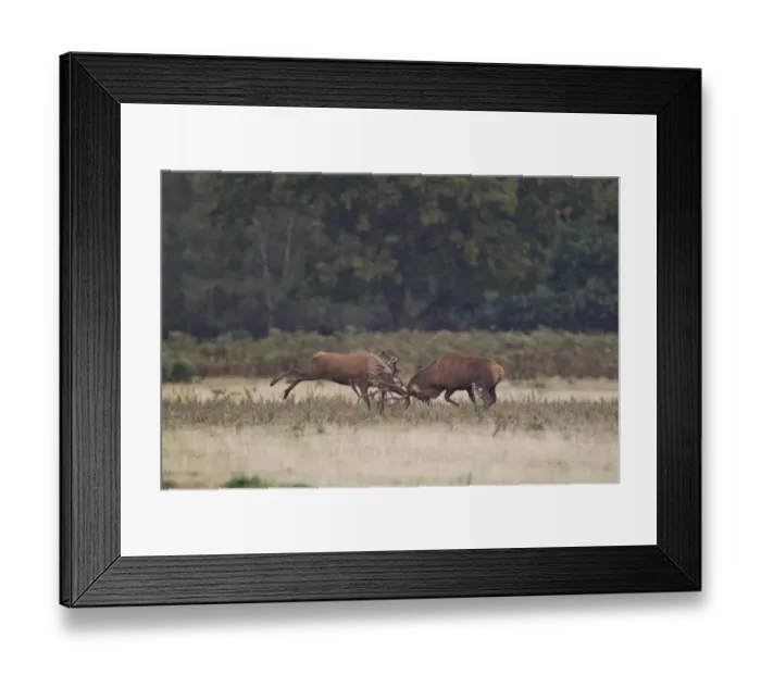 Framed Print : Red Deer (Cervus elaphus) two stags, fighting during rutting season, Minsmere RSPB Reserve, Suffolk, England, October Framed Print : Red Deer (Cervus elaphus) two stags, fighting during rutting season, Minsmere RSPB Reserve, Suffolk, England, October