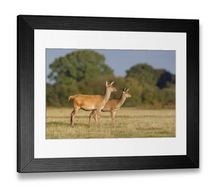 Framed Print : Red Deer (Cervus elaphus) hind and calf, standing in grassland, Minsmere RSPB Reserve, Suffolk, England, October Framed Print : Red Deer (Cervus elaphus) hind and calf, standing in grassland, Minsmere RSPB Reserve, Suffolk, England, October