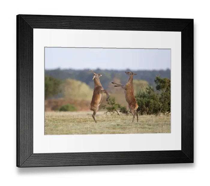Framed Print : Red Deer (Cervus elaphus) young stag and hind, boxing, standing on rear legs in grassland, during rutting season