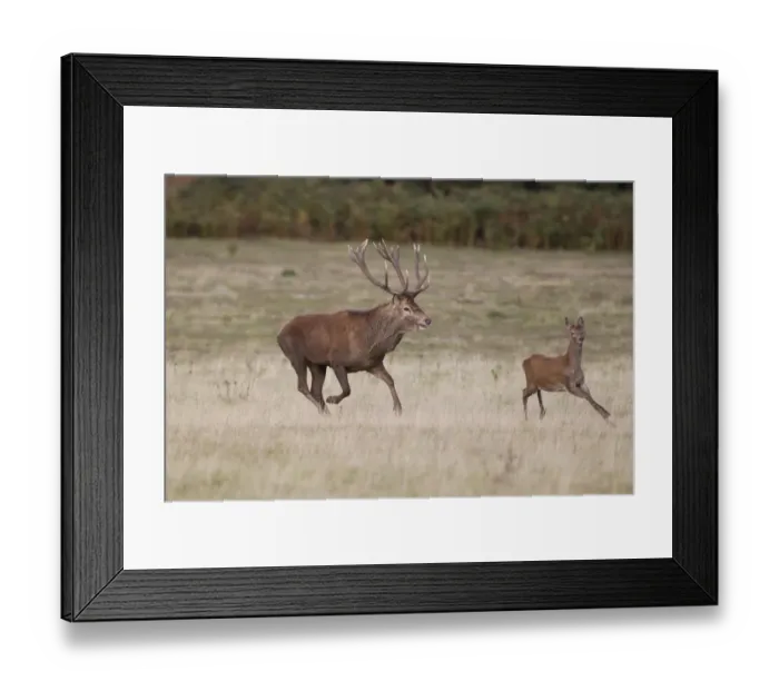 Framed Print : Red Deer (Cervus elaphus) stag chasing calf, running on grass in field, during rutting season, Minsmere RSPB Reserve Framed Print : Red Deer (Cervus elaphus) stag chasing calf, running on grass in field, during rutting season, Minsmere RSPB Reserve