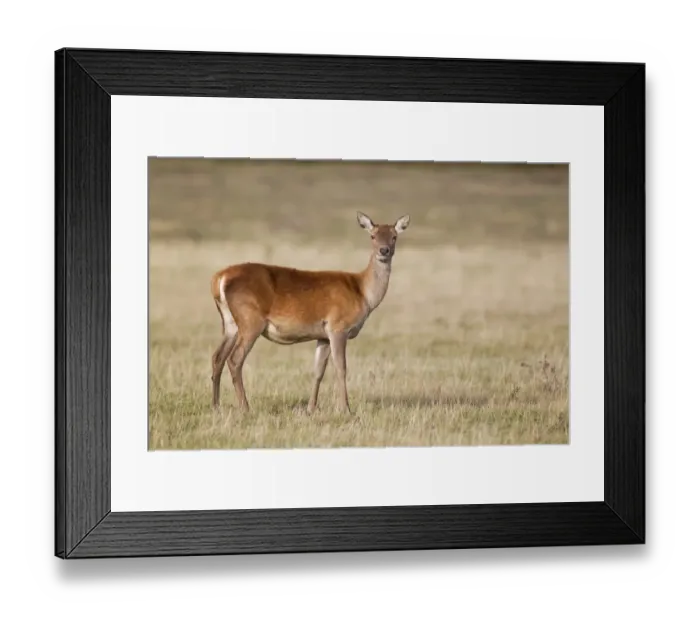 Framed Print : Red Deer (Cervus elaphus) hind, chewing food in mouth, standing on grass in field, Minsmere RSPB Reserve, Suffolk Framed Print : Red Deer (Cervus elaphus) hind, chewing food in mouth, standing on grass in field, Minsmere RSPB Reserve, Suffolk