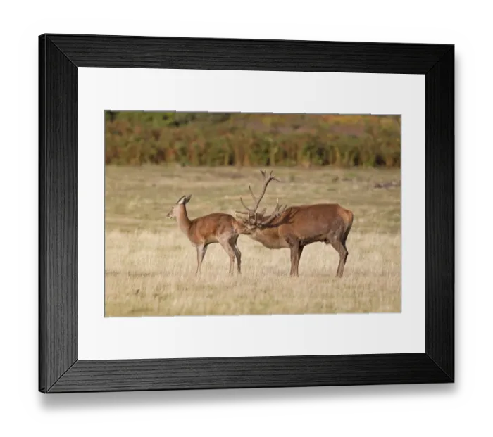 Framed Print : Red Deer (Cervus elaphus) stag, licking rear of hind, during rutting season, Minsmere RSPB Reserve, Suffolk, England Framed Print : Red Deer (Cervus elaphus) stag, licking rear of hind, during rutting season, Minsmere RSPB Reserve, Suffolk, England