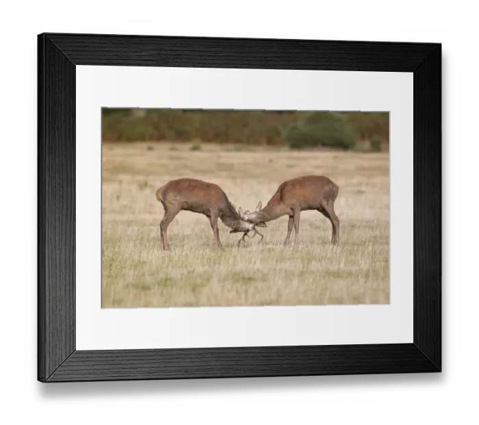 Framed Print : Red Deer (Cervus elaphus) two young stags, muddy from wallowing, fighting during rutting season, Minsmere RSPB Reserve Framed Print : Red Deer (Cervus elaphus) two young stags, muddy from wallowing, fighting during rutting season, Minsmere RSPB Reserve