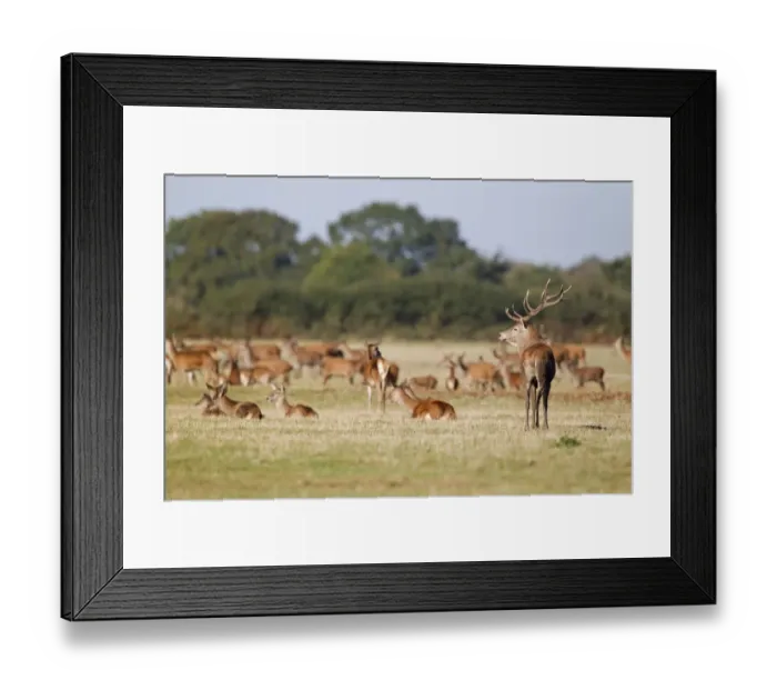 Framed Print : Red Deer (Cervus elaphus) stag, hinds and calves, herd on grass in field, Minsmere RSPB Reserve, Suffolk, England Framed Print : Red Deer (Cervus elaphus) stag, hinds and calves, herd on grass in field, Minsmere RSPB Reserve, Suffolk, England