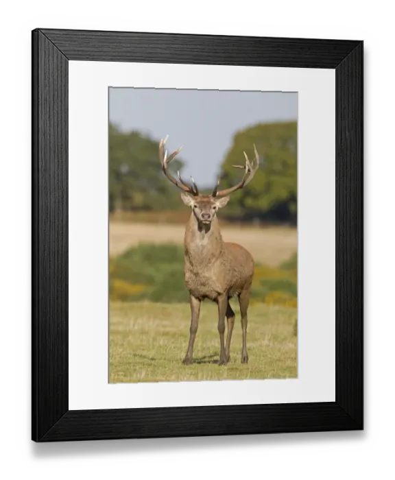 Framed Print : Red Deer (Cervus elaphus) stag, with broken bay antler from recent fight, standing on grass in field