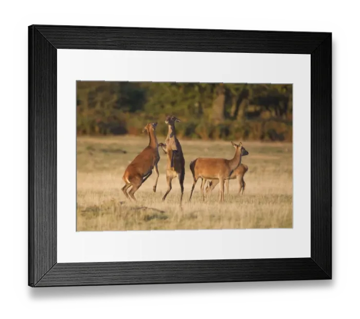 Framed Print : Red Deer (Cervus elaphus) hinds, boxing, standing on rear legs on grass in field, Minsmere RSPB Reserve, Suffolk