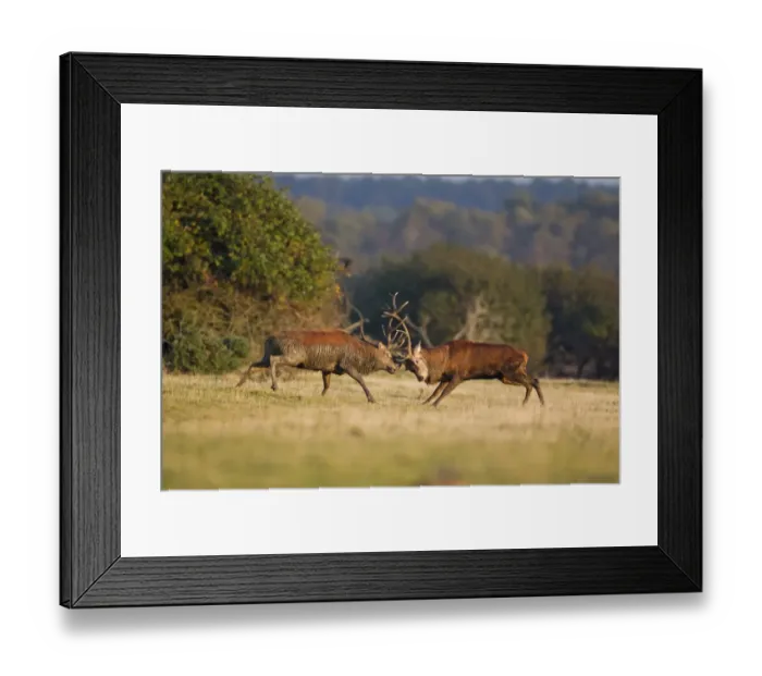 Framed Print : Red Deer (Cervus elaphus) two stags, one muddy from wallowing, fighting during rutting season, Minsmere RSPB Reserve Framed Print : Red Deer (Cervus elaphus) two stags, one muddy from wallowing, fighting during rutting season, Minsmere RSPB Reserve