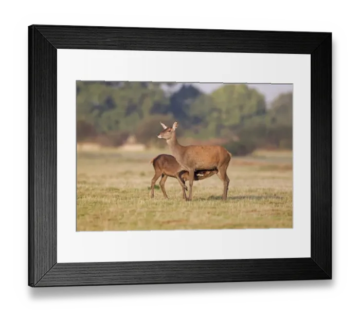 Framed Print : Red Deer (Cervus elaphus) hind and calf, suckling, standing on grass in field, Minsmere RSPB Reserve, Suffolk, England Framed Print : Red Deer (Cervus elaphus) hind and calf, suckling, standing on grass in field, Minsmere RSPB Reserve, Suffolk, England