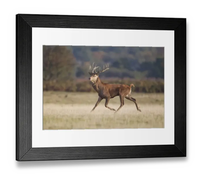 Framed Print : Red Deer (Cervus elaphus) stag, running in grassland, during rutting season, Minsmere RSPB Reserve, Suffolk, England