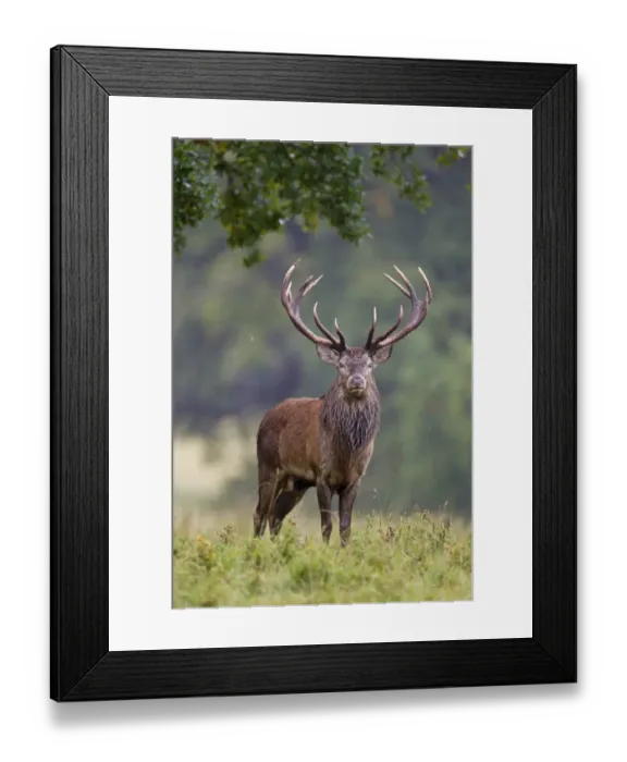 Framed Print : Red Deer (Cervus elaphus) stag, standing in parkland during rainfall, during rutting season, Suffolk, England, October Framed Print : Red Deer (Cervus elaphus) stag, standing in parkland during rainfall, during rutting season, Suffolk, England, October