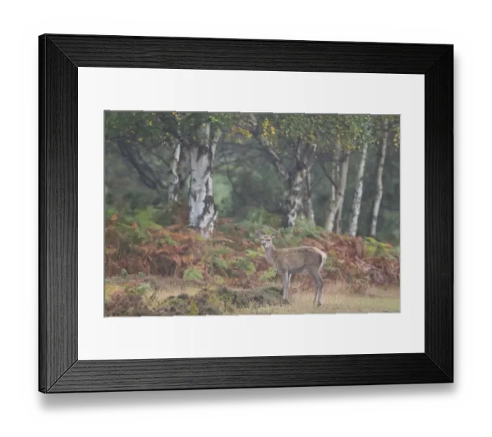 Framed Print : Red Deer (Cervus elaphus) calf, standing on woodland edge in rain, Minsmere RSPB Reserve, Suffolk, England, October Framed Print : Red Deer (Cervus elaphus) calf, standing on woodland edge in rain, Minsmere RSPB Reserve, Suffolk, England, October