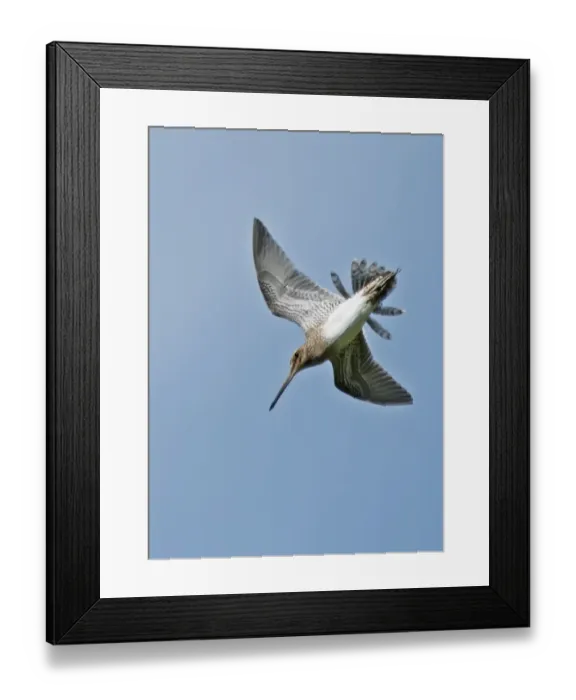 Framed Print : Common Snipe (Gallinago gallinago) adult, in drumming display flight with spread outer tail feathers, Shetland Islands