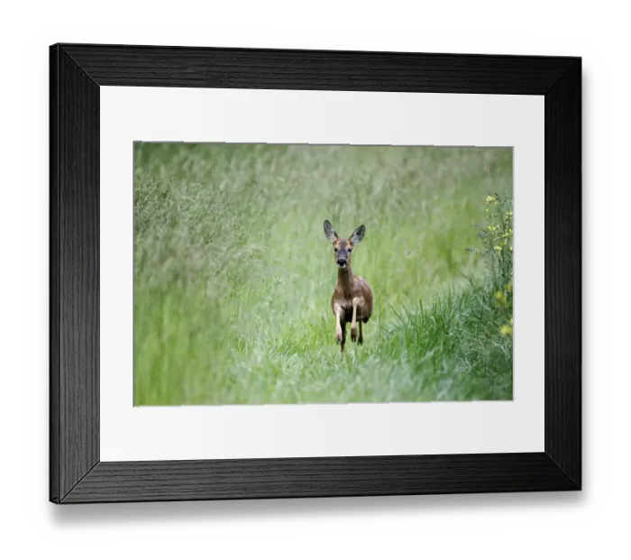 Framed Print : Western Roe Deer (Capreolus capreolus) doe, running in long grass, Warwickshire, England, june Framed Print : Western Roe Deer (Capreolus capreolus) doe, running in long grass, Warwickshire, England, june