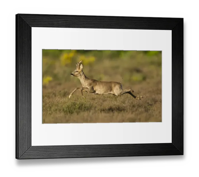 Framed Print : Western Roe Deer (Capreolus capreolus) buck, running through heather on heathland at edge of wood, Netherlands, May Framed Print : Western Roe Deer (Capreolus capreolus) buck, running through heather on heathland at edge of wood, Netherlands, May