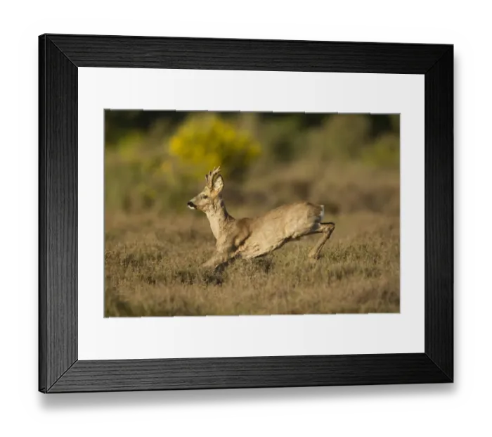 Framed Print : Western Roe Deer (Capreolus capreolus) buck, running through heather on heathland at edge of wood, Netherlands, May Framed Print : Western Roe Deer (Capreolus capreolus) buck, running through heather on heathland at edge of wood, Netherlands, May