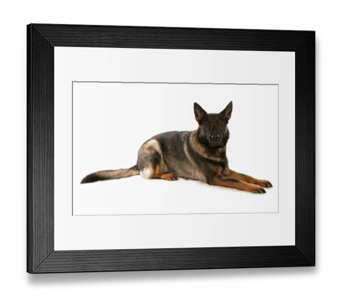 Framed Print : Domestic Dog, German Shepherd Dog, adult, laying Framed Print : Domestic Dog, German Shepherd Dog, adult, laying