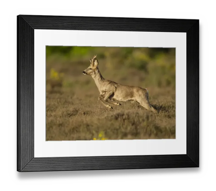 Framed Print : Western Roe Deer (Capreolus capreolus) buck, running through heather on heathland at edge of wood, Netherlands, May Framed Print : Western Roe Deer (Capreolus capreolus) buck, running through heather on heathland at edge of wood, Netherlands, May