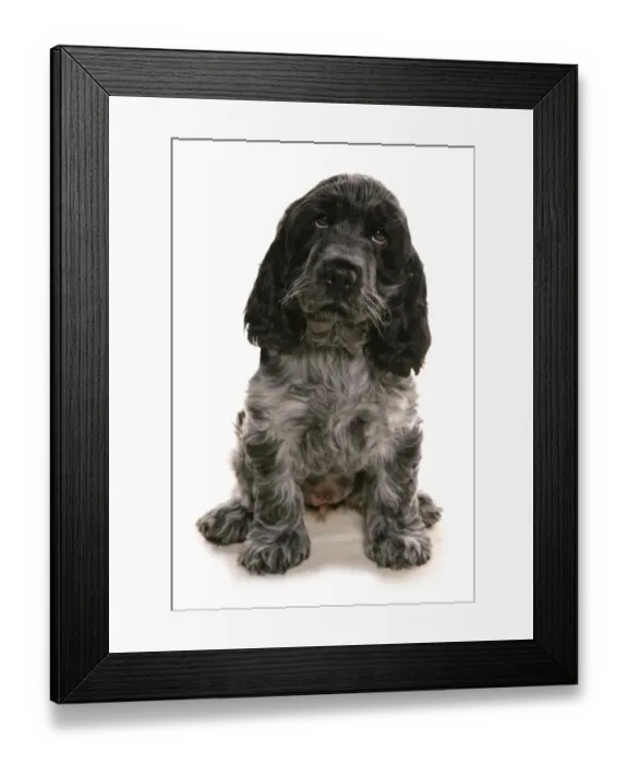 Framed Print : Domestic Dog, Cocker Spaniel, puppy, sitting Framed Print : Domestic Dog, Cocker Spaniel, puppy, sitting