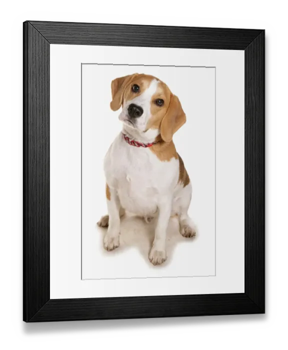 Framed Print : Domestic Dog, Beagle, adult, sitting Framed Print : Domestic Dog, Beagle, adult, sitting
