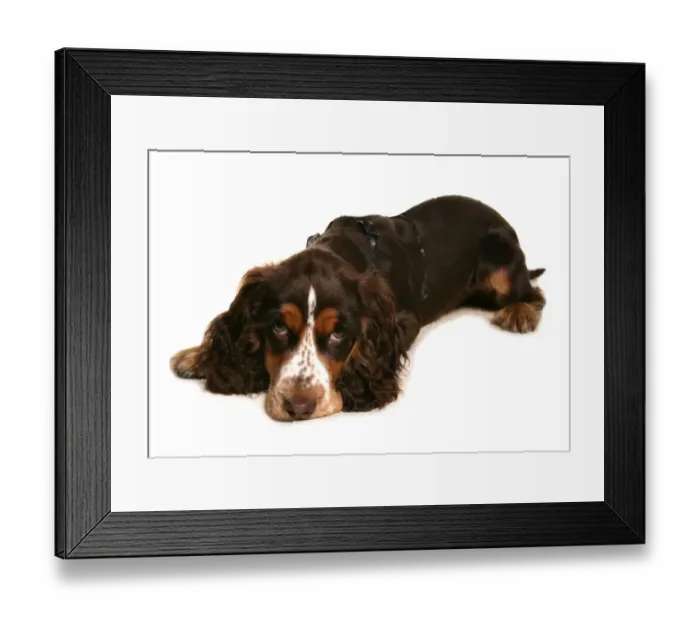 Framed Print : Domestic Dog, Cocker Spaniel, puppy, laying, wearing harness Framed Print : Domestic Dog, Cocker Spaniel, puppy, laying, wearing harness