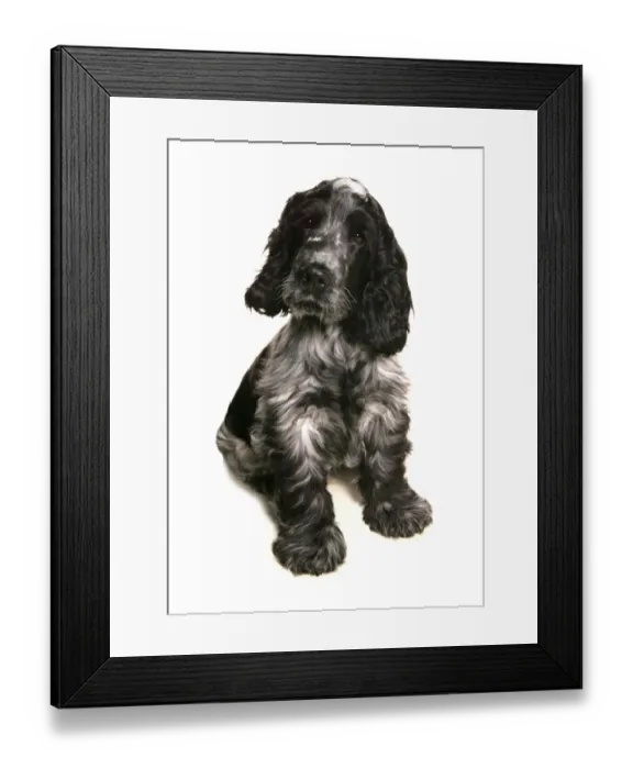 Framed Print : Domestic Dog, Cocker Spaniel, adult, sitting Framed Print : Domestic Dog, Cocker Spaniel, adult, sitting