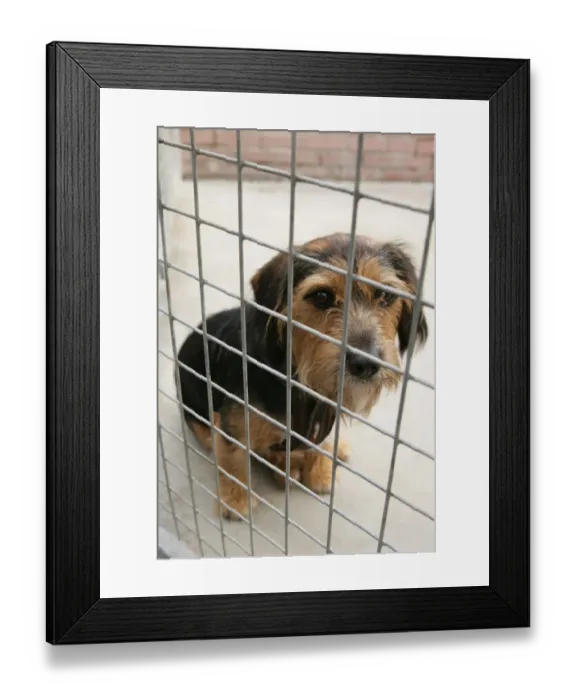 Framed Print : Domestic Dog, adult, sitting behind bars at rescue centre, England, July