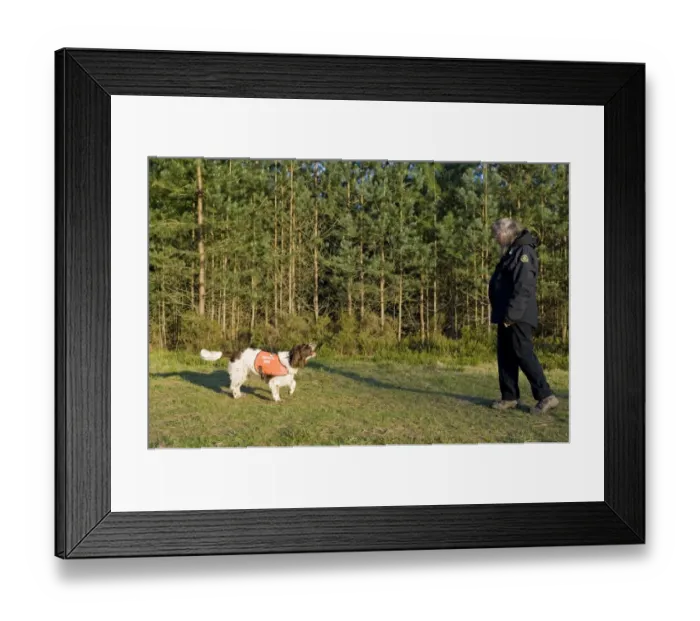 Framed Print : Domestic Dog, Springer Spaniel, adult, Search and Rescue Dog wearing high-vis jacket, alerting owner, Berkshire