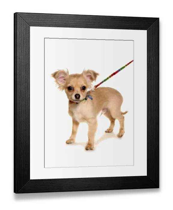 Framed Print : Domestic Dog, Chihuahua, puppy, on lead, standing Framed Print : Domestic Dog, Chihuahua, puppy, on lead, standing