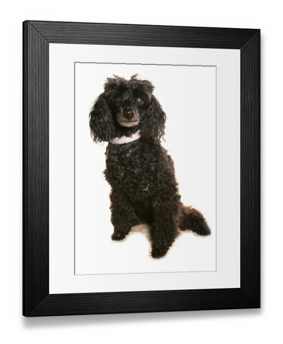Framed Print : Domestic Dog, Poodle, adult, blind in one eye, sitting Framed Print : Domestic Dog, Poodle, adult, blind in one eye, sitting