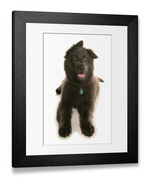 Framed Print : Domestic Dog, German Shepherd Dog, puppy, laying, panting Framed Print : Domestic Dog, German Shepherd Dog, puppy, laying, panting
