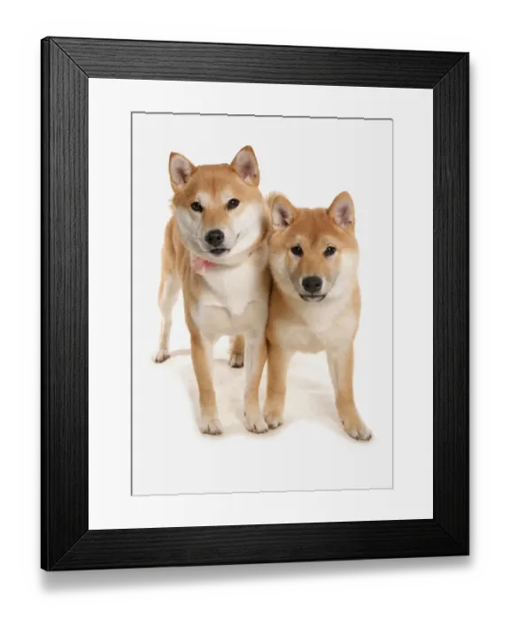 Framed Print : Domestic Dog, Shiba Inu, two adults, standing Framed Print : Domestic Dog, Shiba Inu, two adults, standing